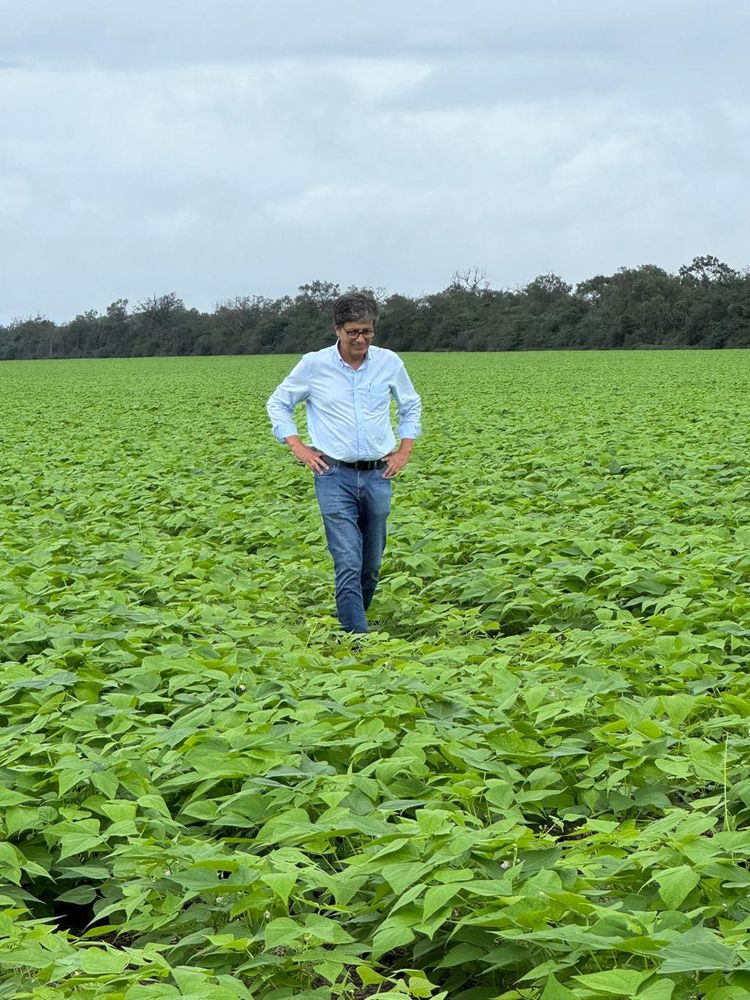 Primore en el campo